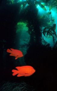 Garibaldi beneath kelp streamers by george perina 